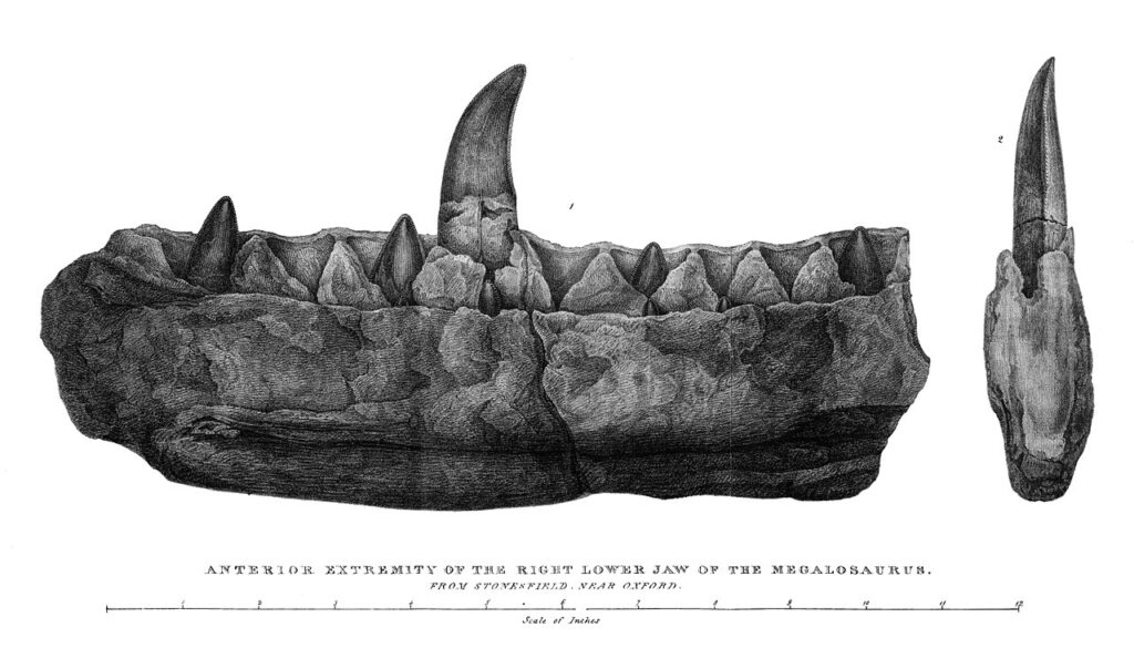 Diente de megalodon