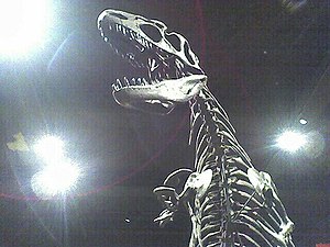 esqueleto allosaurus skeleton