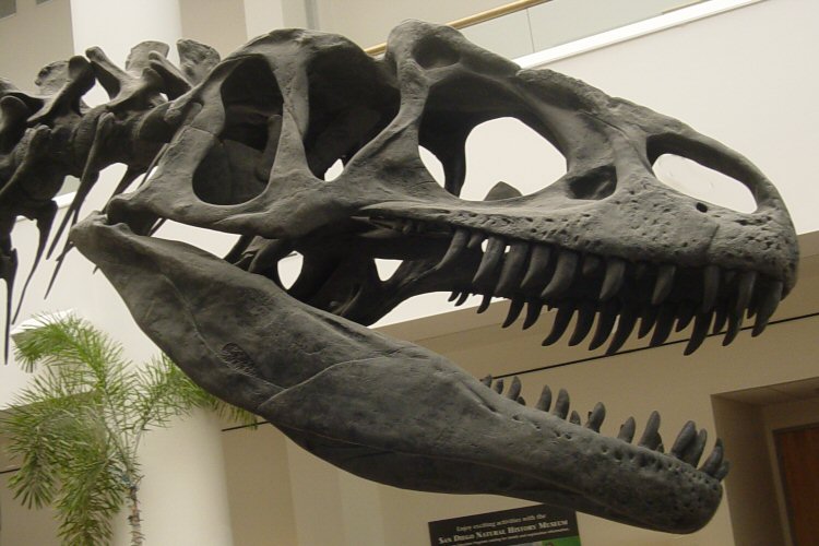 Cráneo de allosaurus